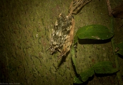 Barea nymphica