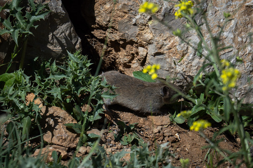 European Snow Vole, Golan, IL, photo 5 of 10