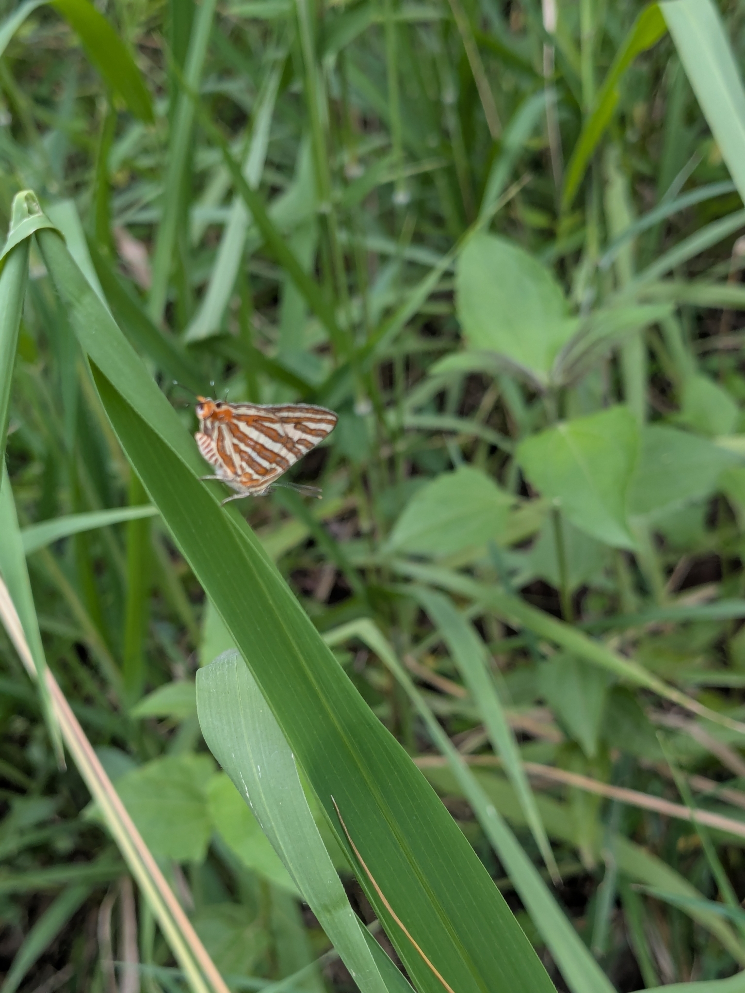 Common Silverline