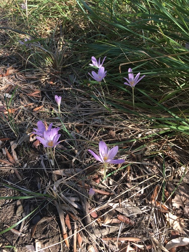 Representative image of Colchicum longifolium