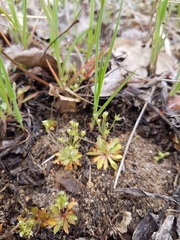 Androsace occidentalis