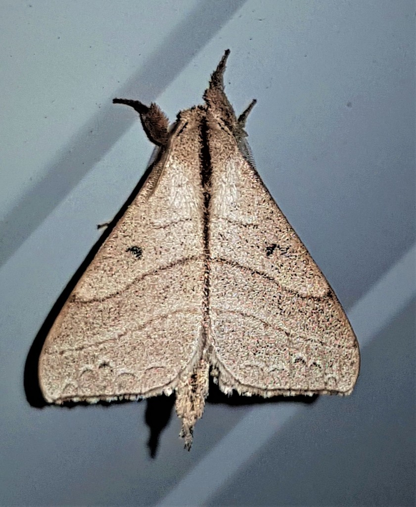Drepatelodes ostenta