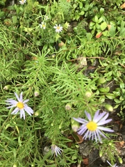 Ionactis linariifolia