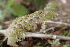 Hymenophyllum frankliniae