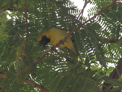 Little Weaver (Ploceus luteolus), photo 6