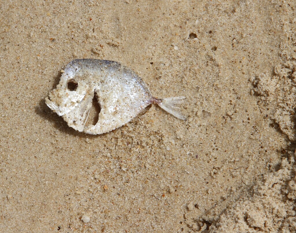 African Moonfish