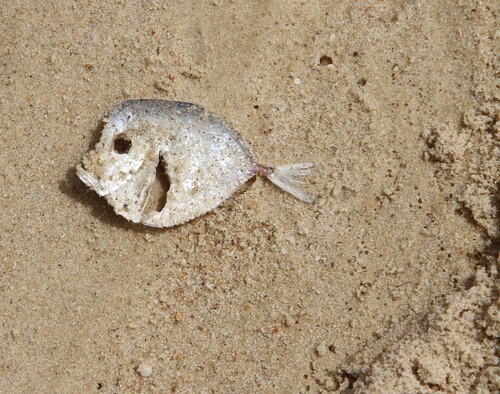 African Moonfish