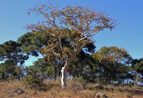 Large-Leaved Star-Chestnut (Sterculia quinqueloba)