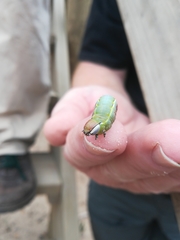 Catochria catocaloides