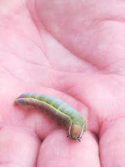 Catochria catocaloides