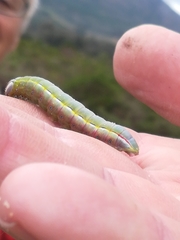 Catochria catocaloides