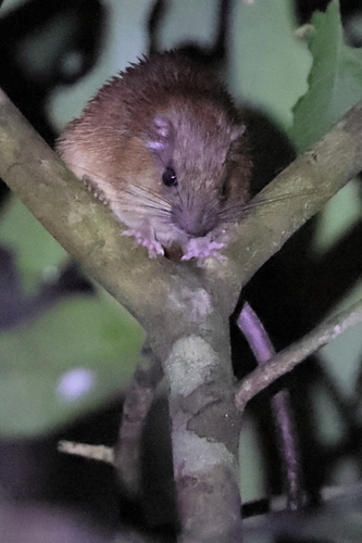 Ferreira's Spiny Tree-rat
