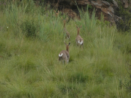 Mountain Reedbuck (Redunca fulvorufula)