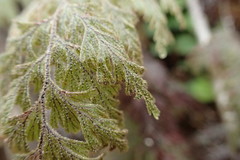 Hymenophyllum frankliniae