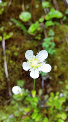 Parnassia cirrata intermedia