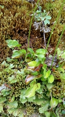 Parnassia cirrata intermedia