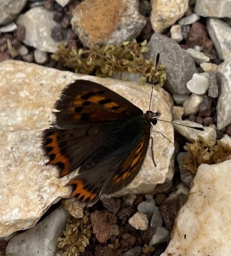 Small Copper