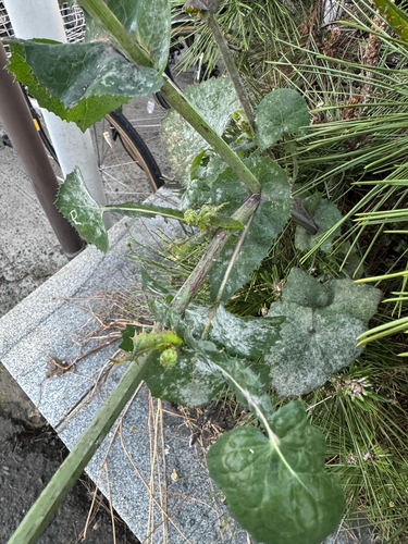 Golovinomyces sonchicola