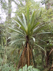 Cordyline indivisa