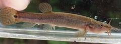 Ainu Eight Barbeled Loach photo 3