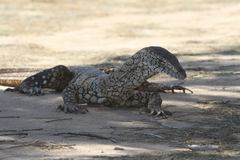 Varanus giganteus