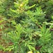 Acacia hockii