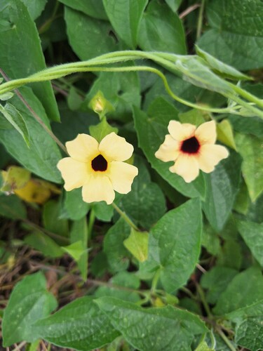 Black-eyed Susan vine