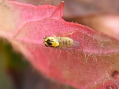 Chlorops