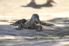 Varanus giganteus