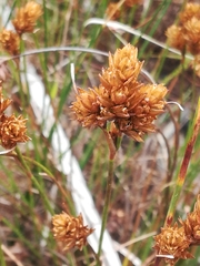 Restio quinquefarius