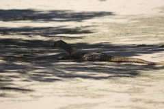 Varanus giganteus