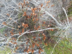 Restio quinquefarius