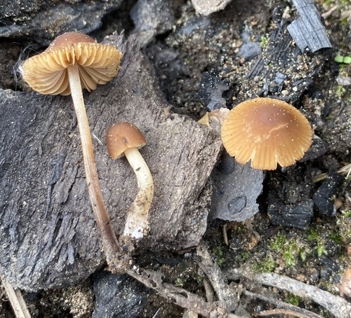 Conocybe lenticulospora