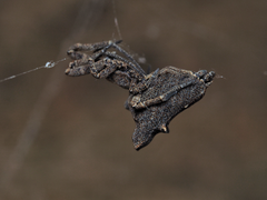 Philoponella congregabilis