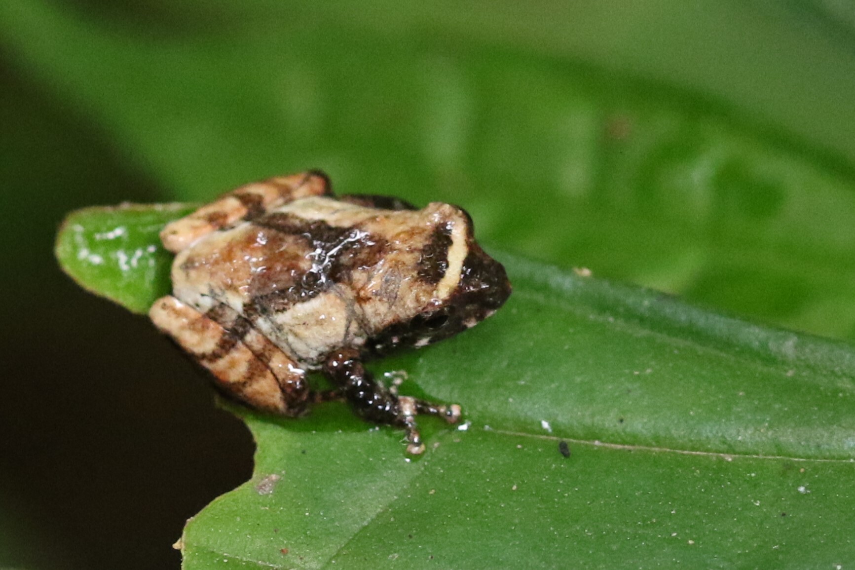 Common Forest Tree Frog