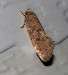 Syncometes vilis