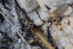 Xanthochilus quadratus