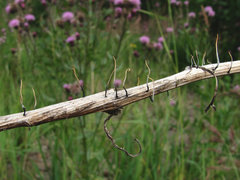 Xylaria filiformis