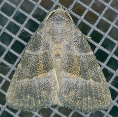 Ogdoconta altura