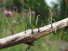 Xylaria filiformis