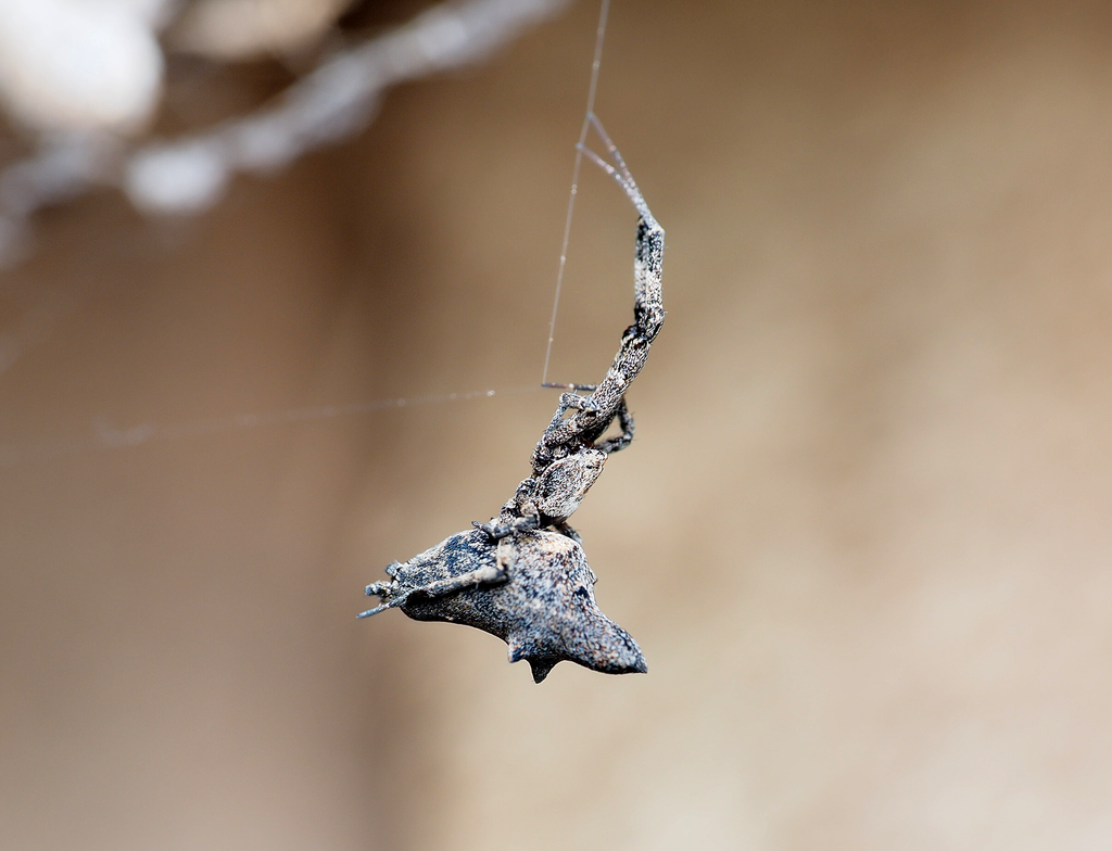 Social House Spider