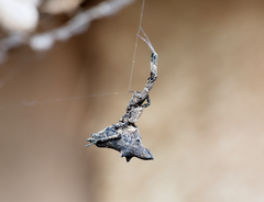 Philoponella congregabilis