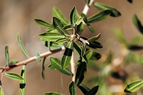 Three-Forked Euphorbia (Euphorbia matabelensis)