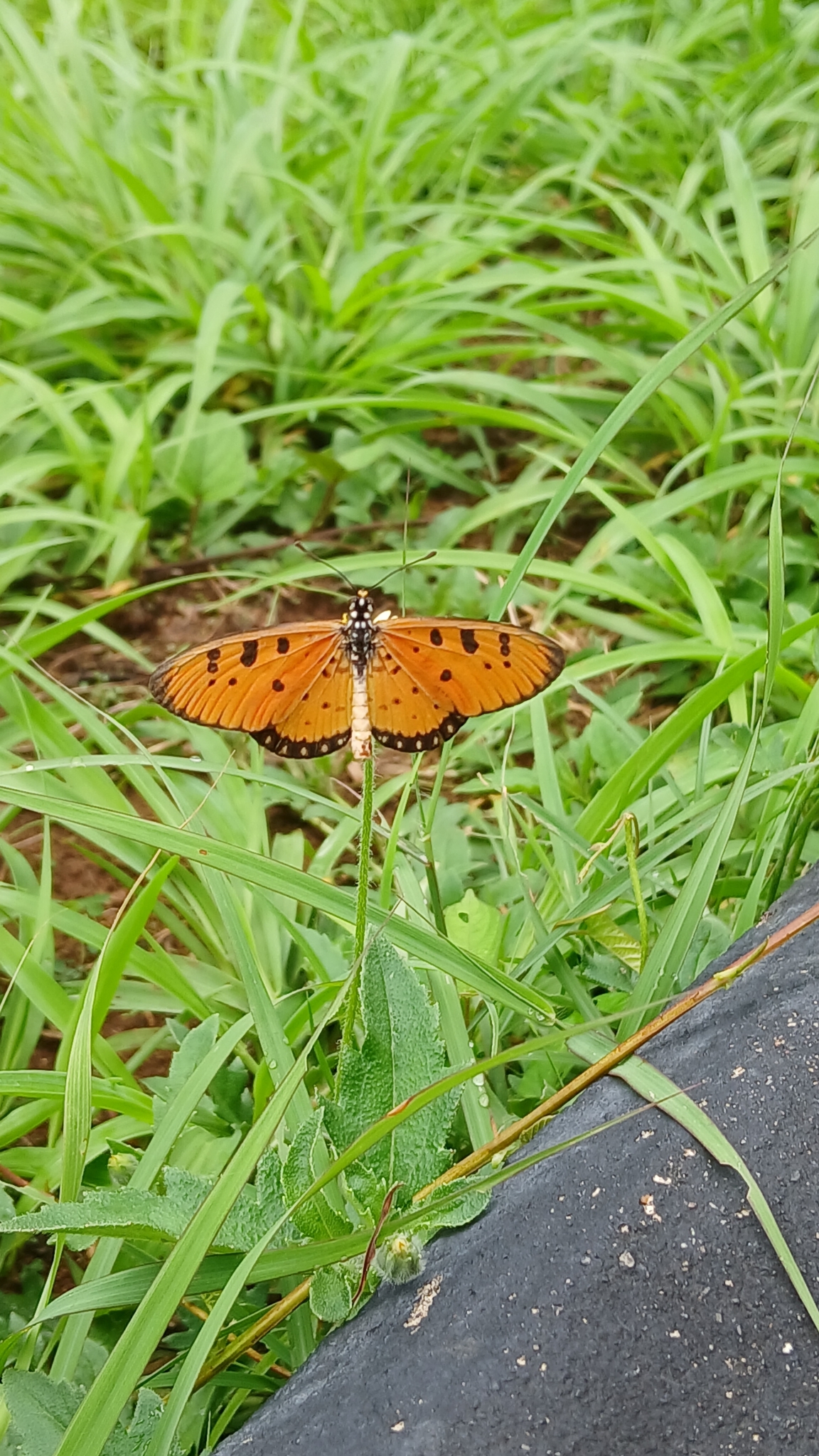Tawny Coster