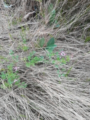 Fumaria muralis muralis