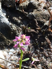 Polygala brevifolia