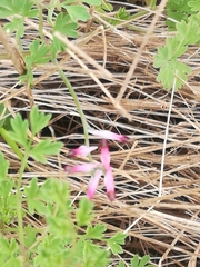 Fumaria muralis muralis