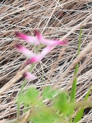 Fumaria muralis muralis