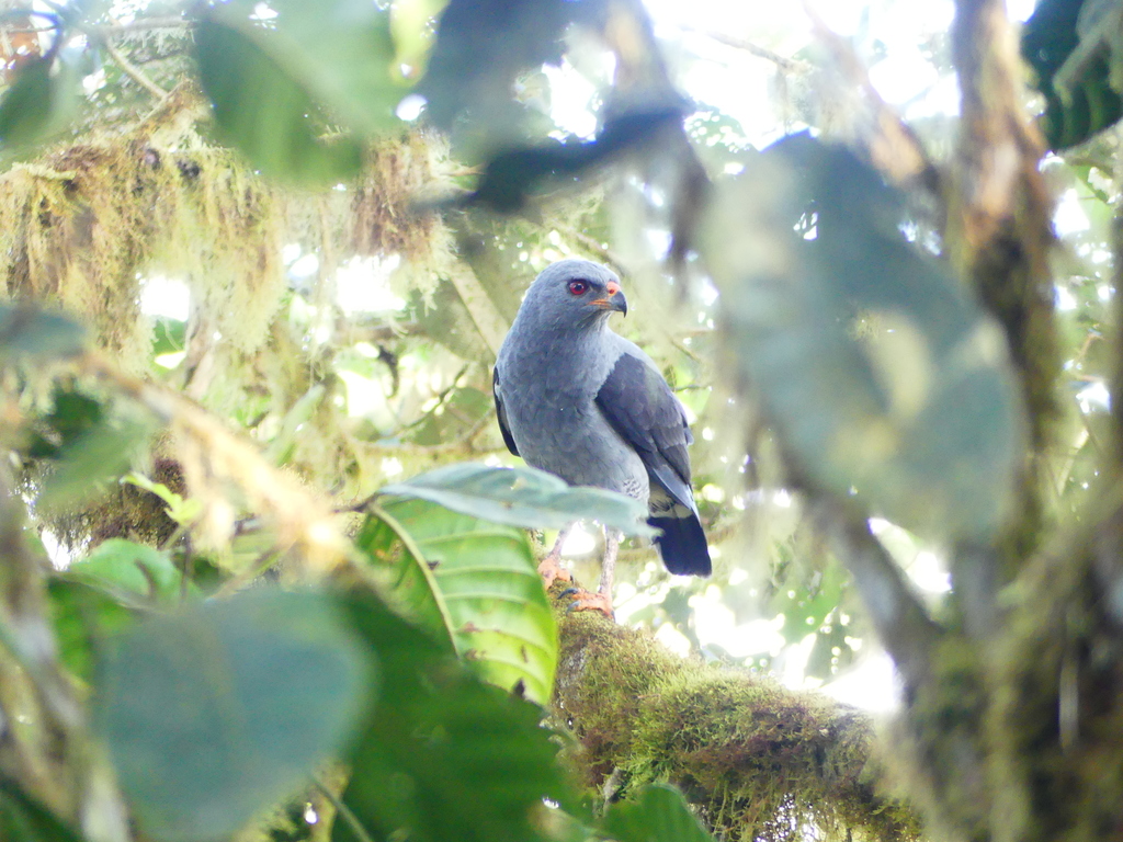 Busardo Plomizo, Cryptoleucopteryx plumbea