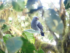 Cryptoleucopteryx plumbea
